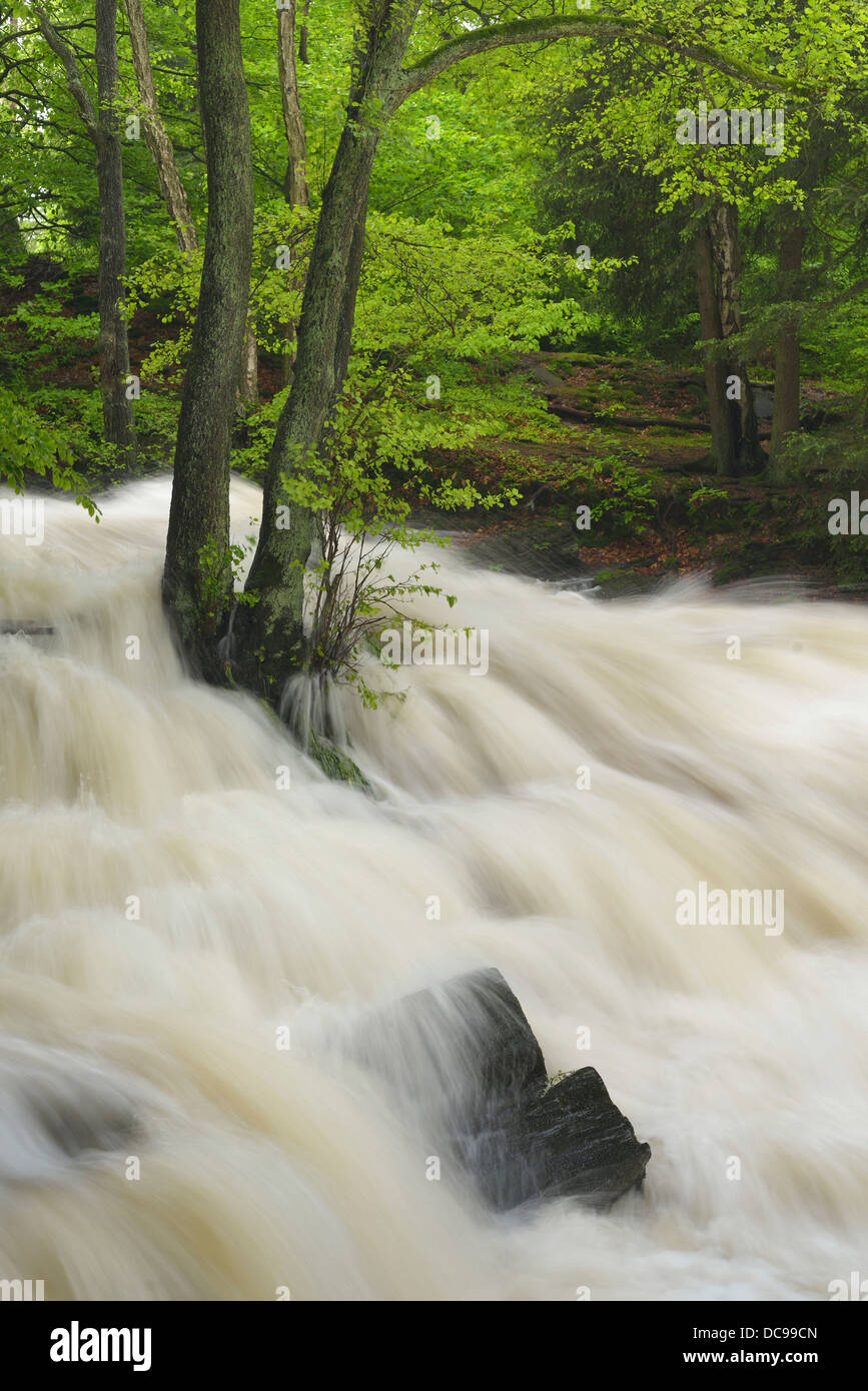Waterfall on the Selke River during a flood, torrential floods Stock Photo