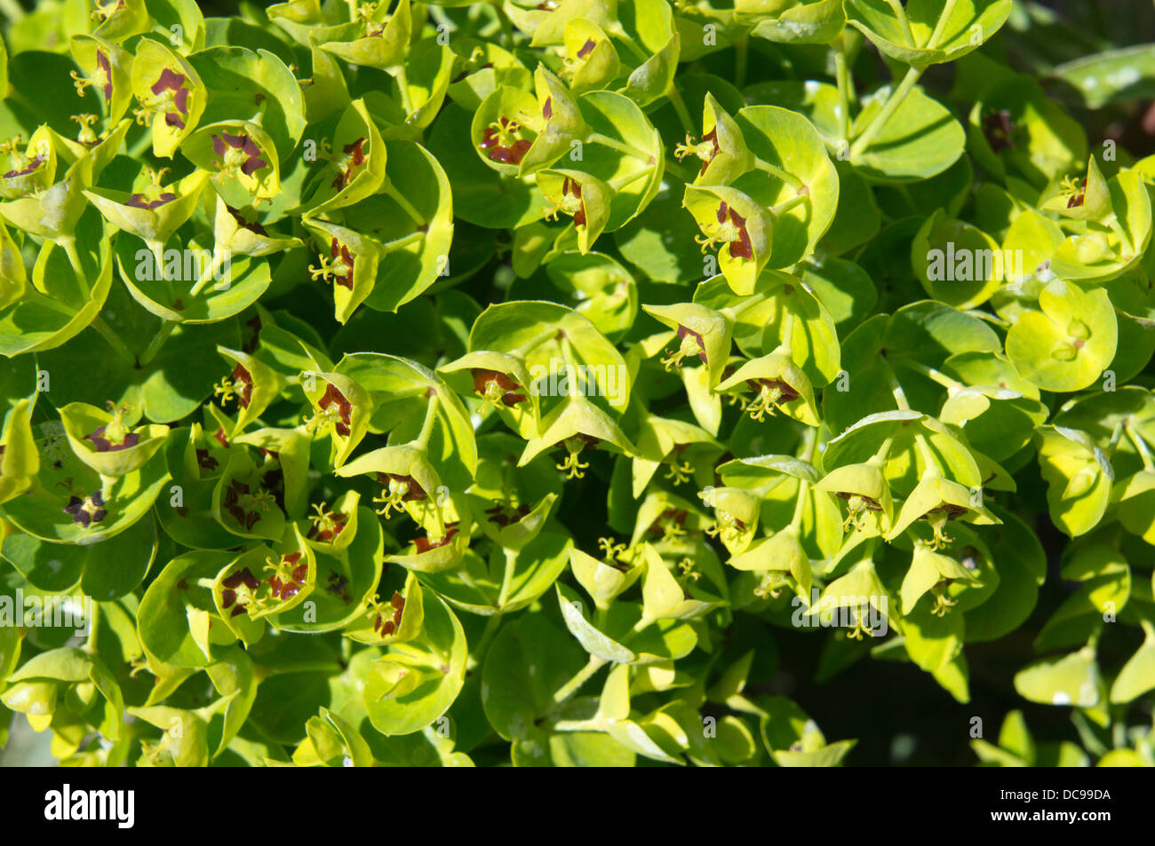 Euphorbia x martinii, 'Tiny Tim' Stock Photo