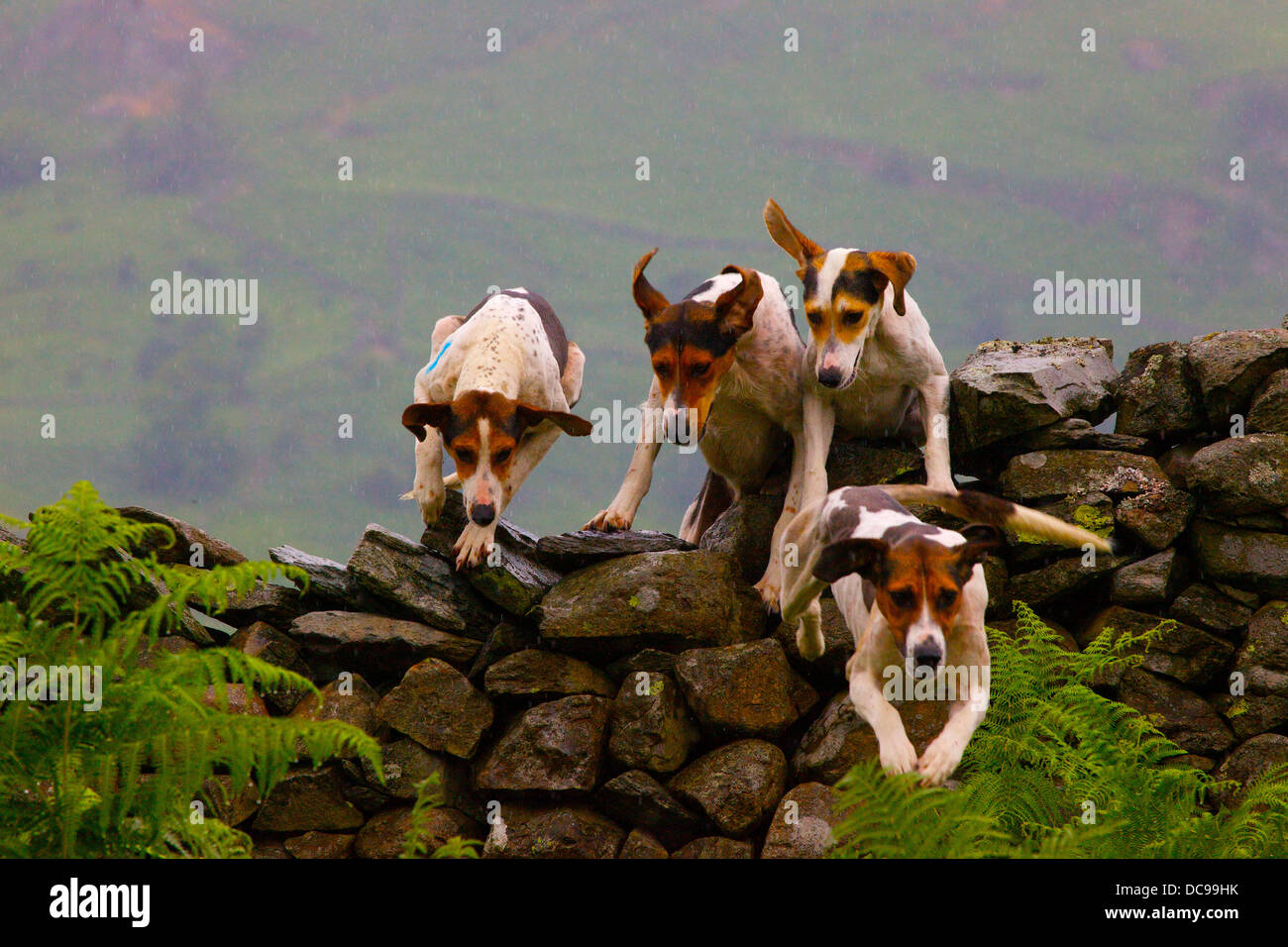 Trail Hounds jumping over a dry stone wall Ambleside Sports in The Lake District, Cumbria, England, UK Stock Photo
