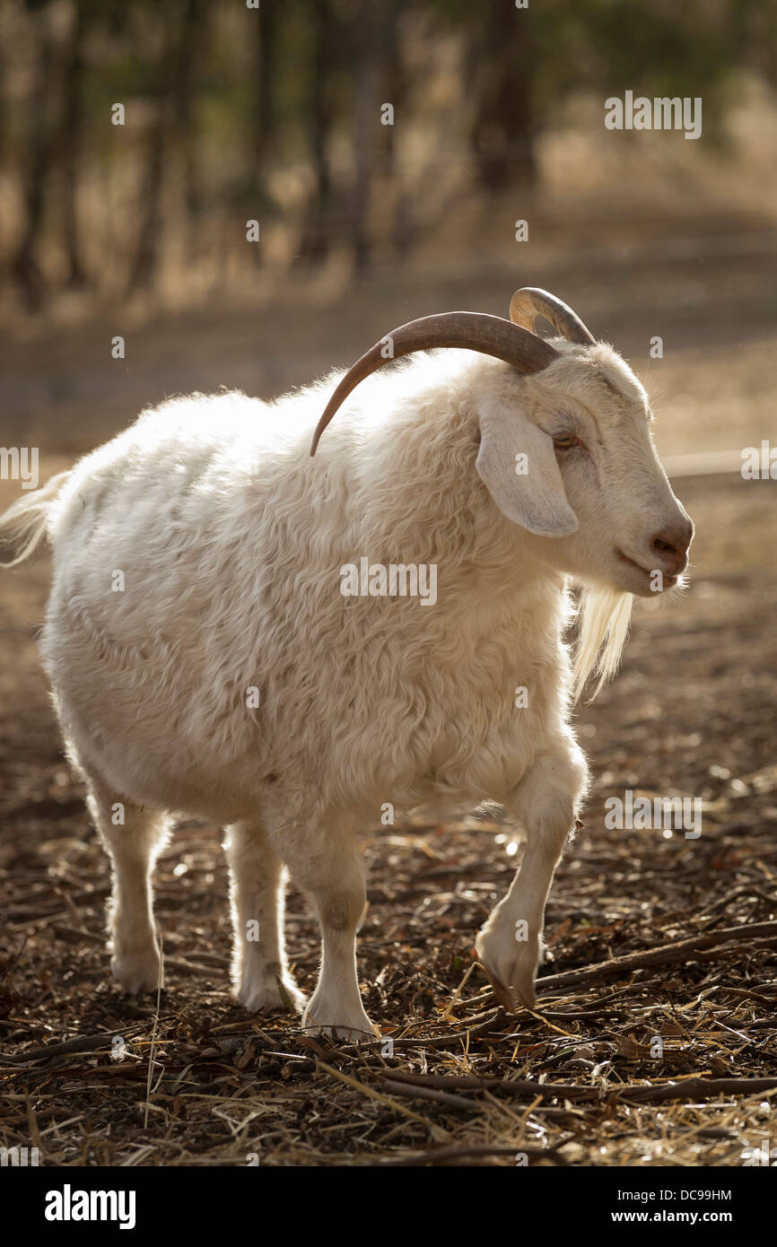 Australian Cashmere Goat, walking Stock Photo