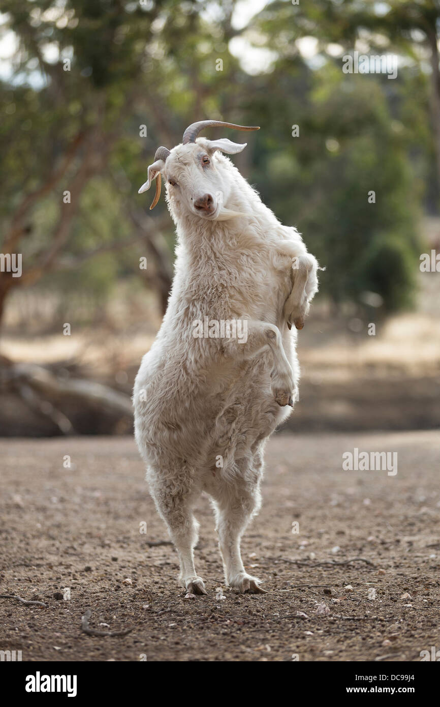 Australian Cashmere Goat standing uproght on its hind legs Stock Photo