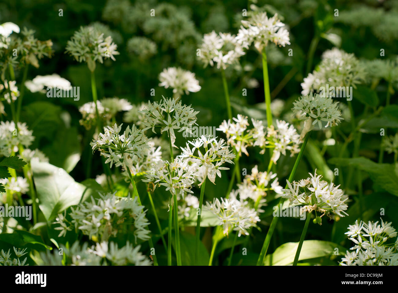 Edible leaves hires stock photography and images Alamy