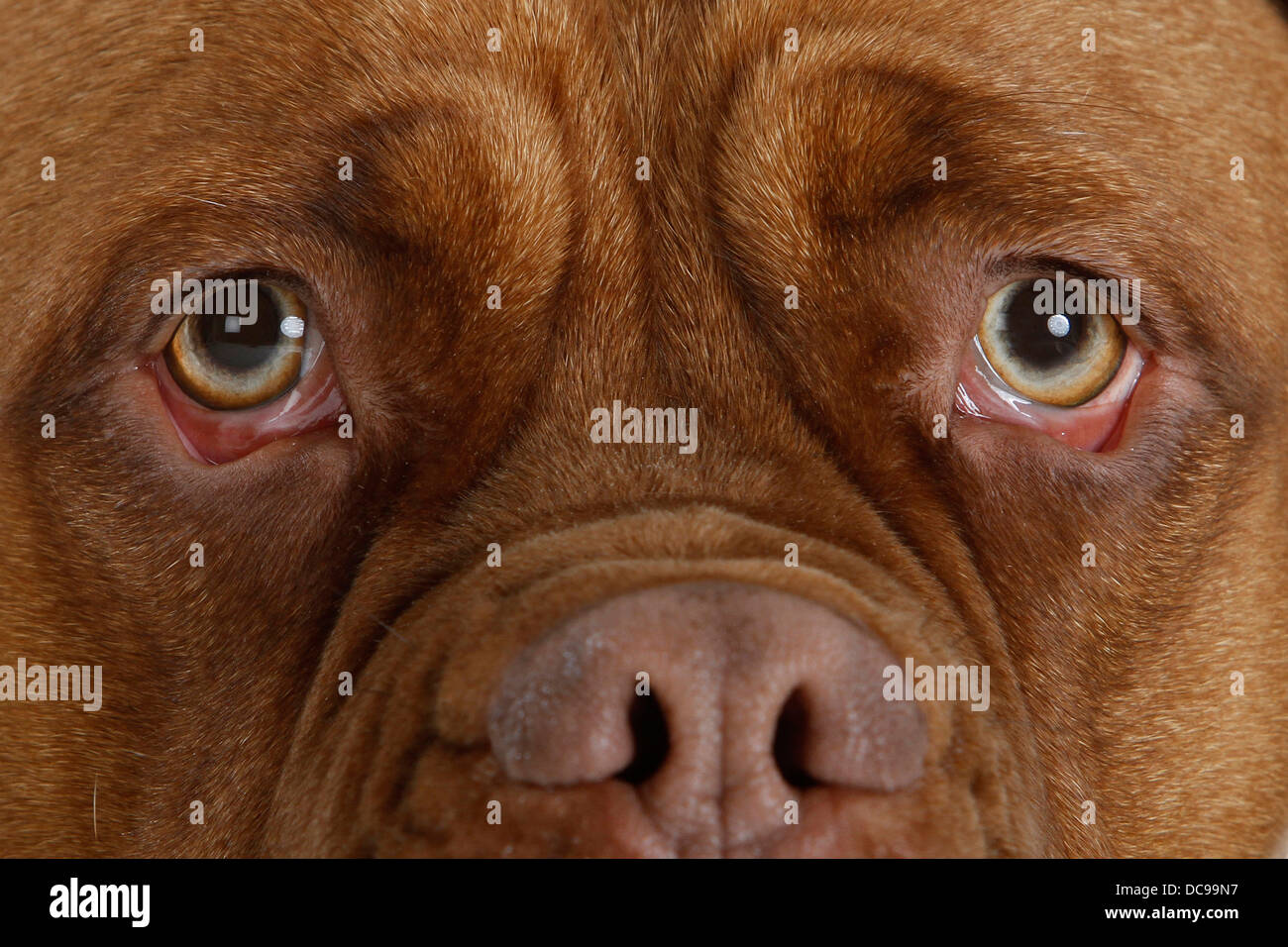 Dogue de Bordeaux, Bordeaux Mastiff, Bordeaux Dogge. Close-up of nose and eyes of adult Stock Photo