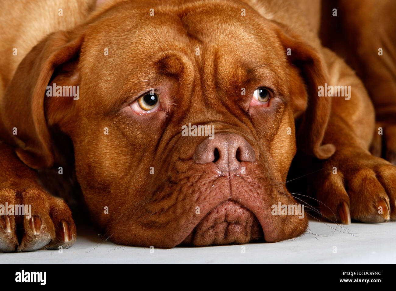 Dogue de Bordeaux, Bordeaux Mastiff, Bordeaux Dogge. Adult lying, portrait Stock Photo