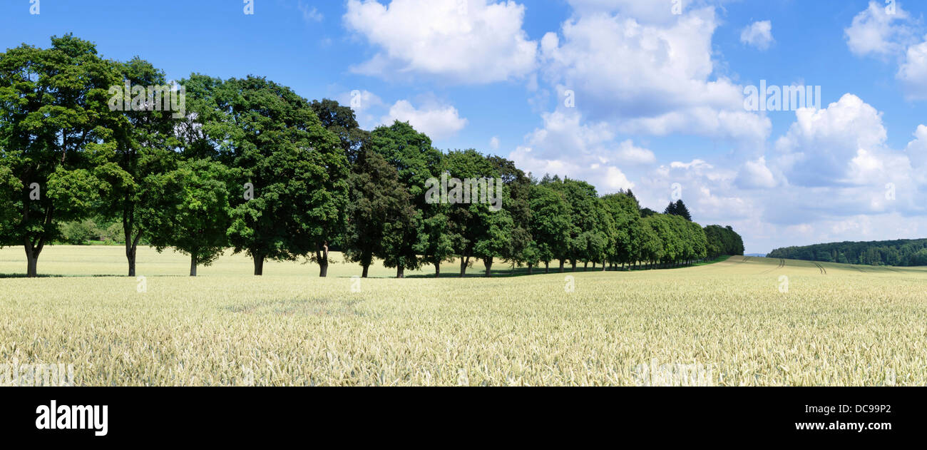 Summer tree hi-res stock photography and images - Alamy