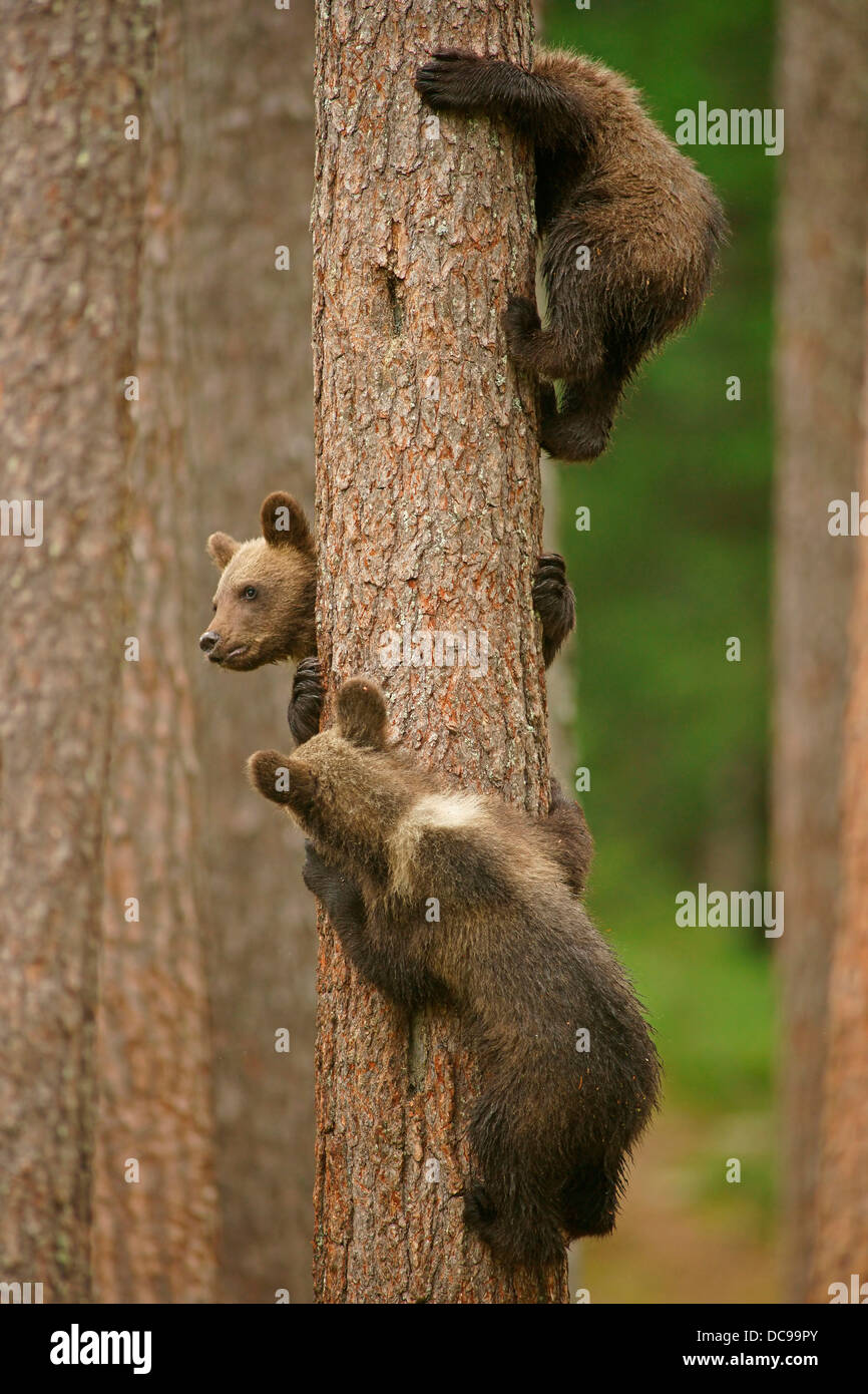 Brown Bears (Ursus arctos), cubs climbing a tree Stock Photo Alamy