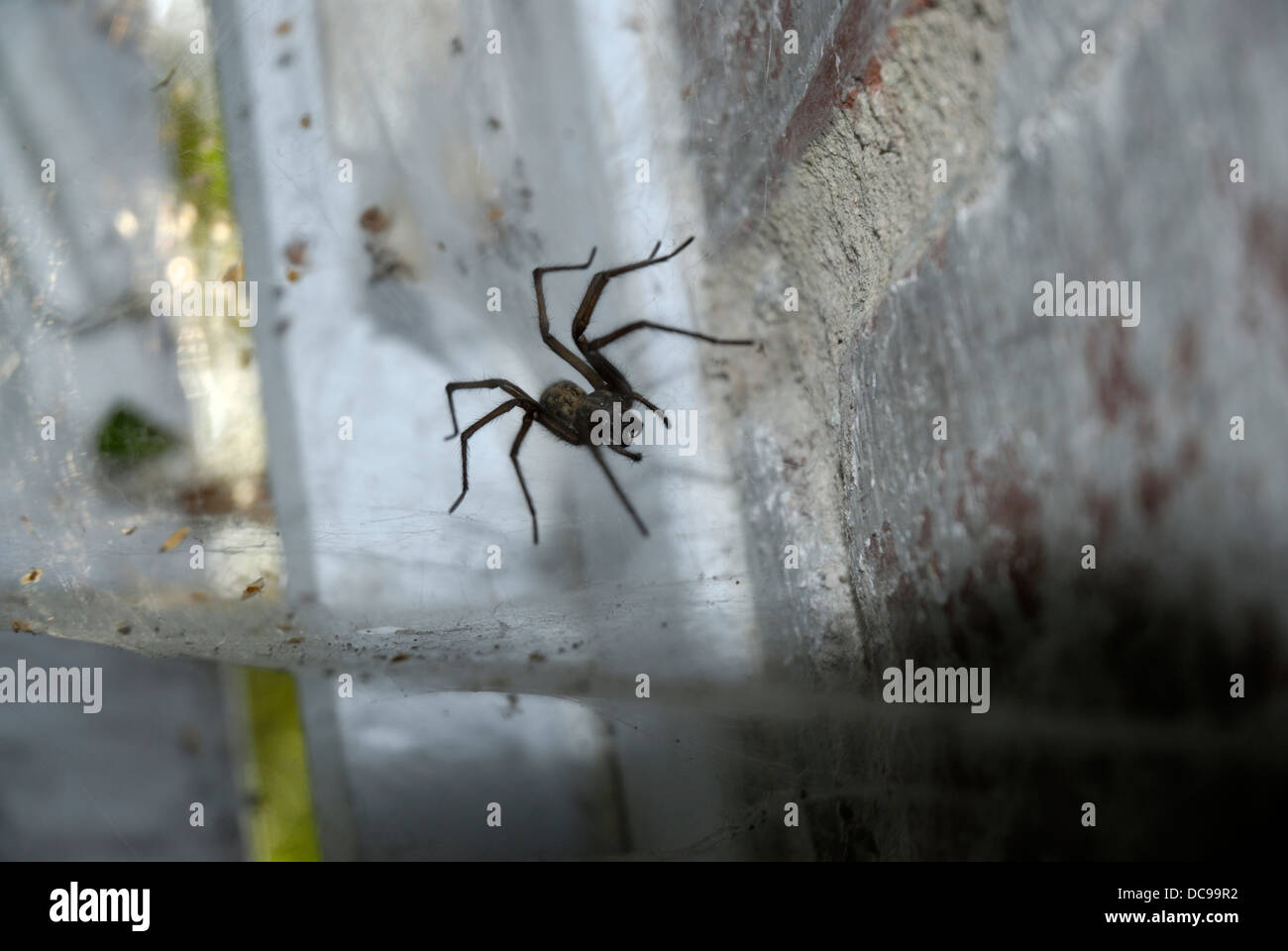 A large male Garden Spider on it's web Stock Photo