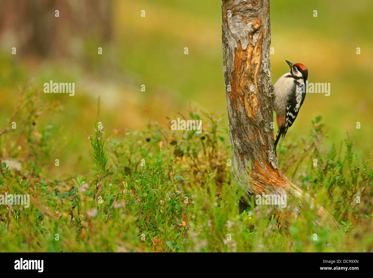 Great Spotted Woodpecker (Dendrocopos major), juvenile Stock Photo