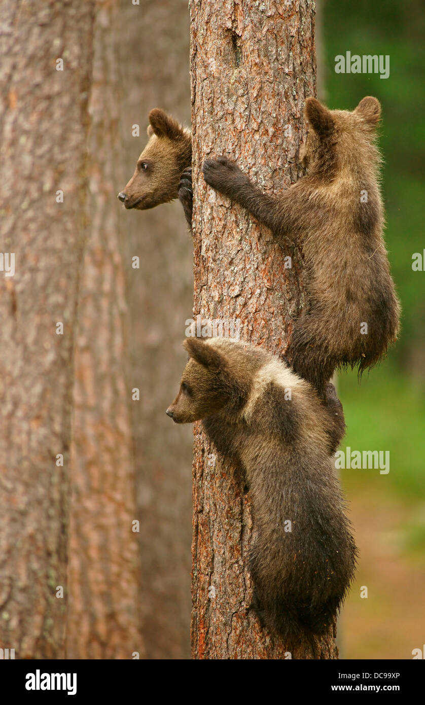 Brown Bears (Ursus arctos), cubs climbing a tree Stock Photo