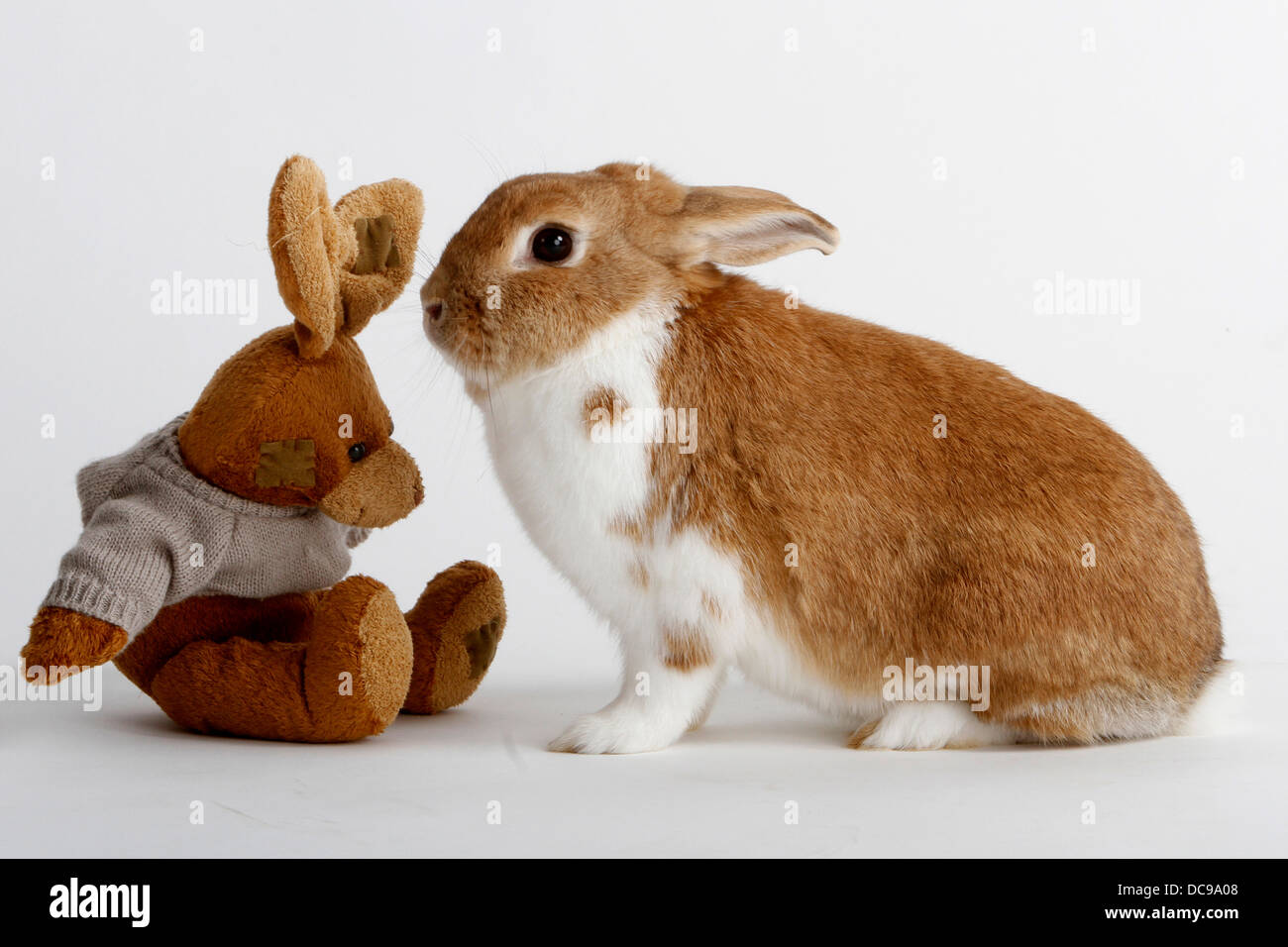 netherland dwarf rabbit toys