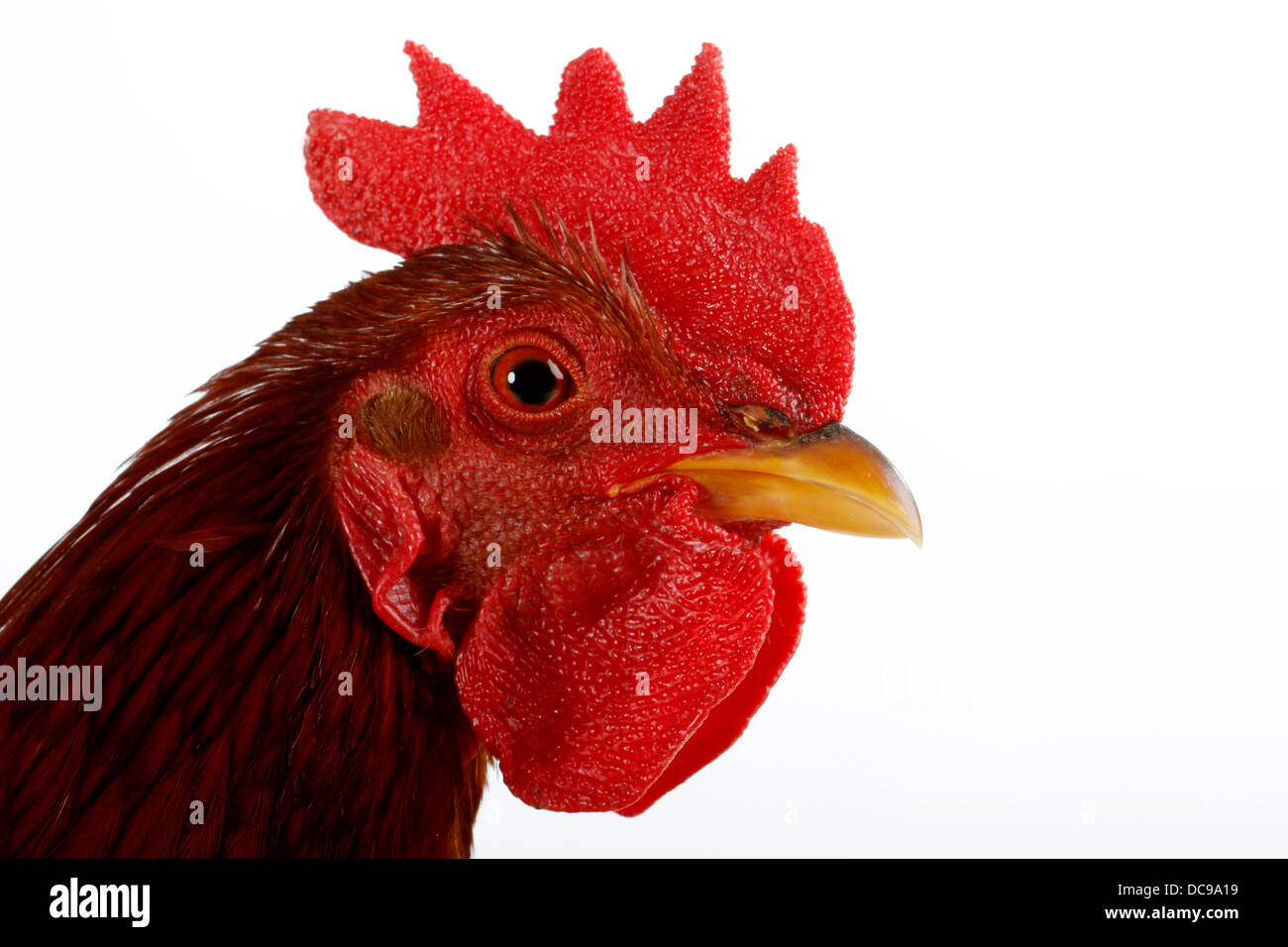 Chicken Ba cock cock