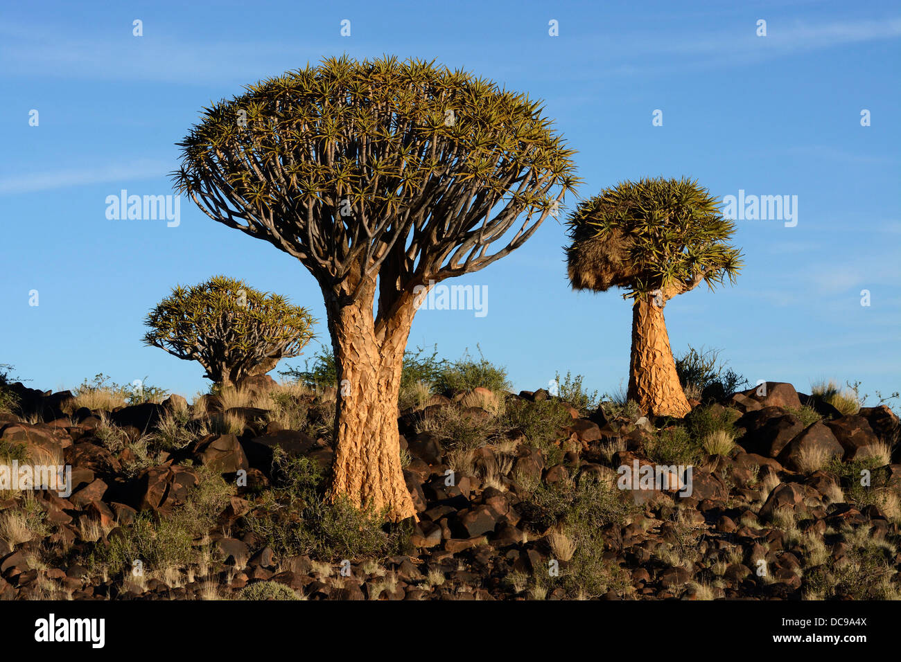 Quiver Trees or Kokerbooms (Aloe dichotoma), Quiver Tree Forest Stock Photo