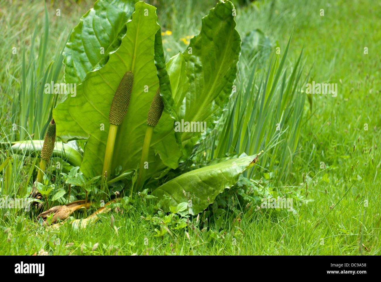 A form of American Skunk cabbage or Lysichiton americanus pictured late in the season after it has flowered Stock Photo