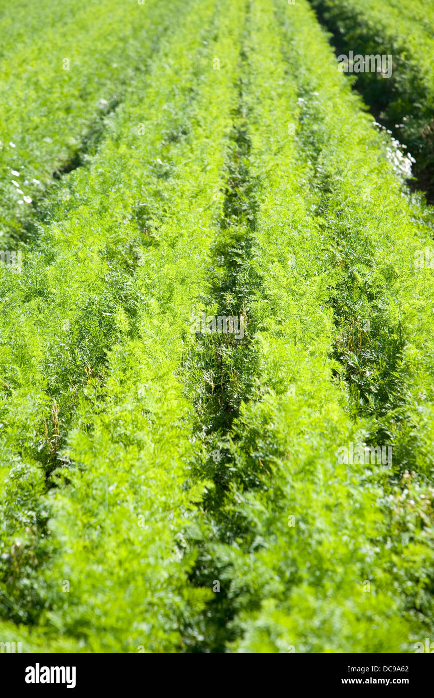 Crop of carrots hires stock photography and images Alamy