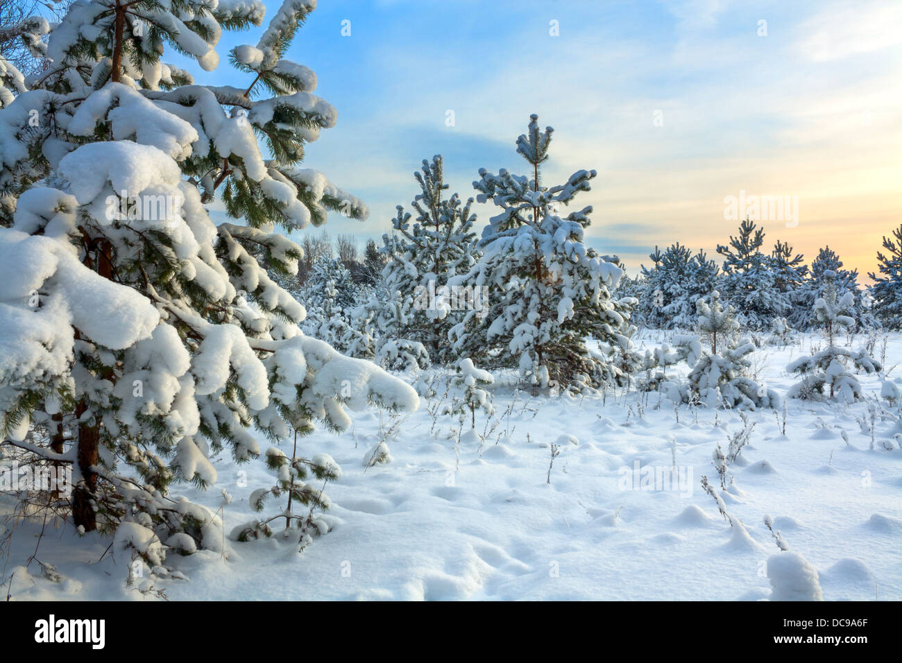 beautiful winter landscape with the wood and the blue sky Stock Photo ...