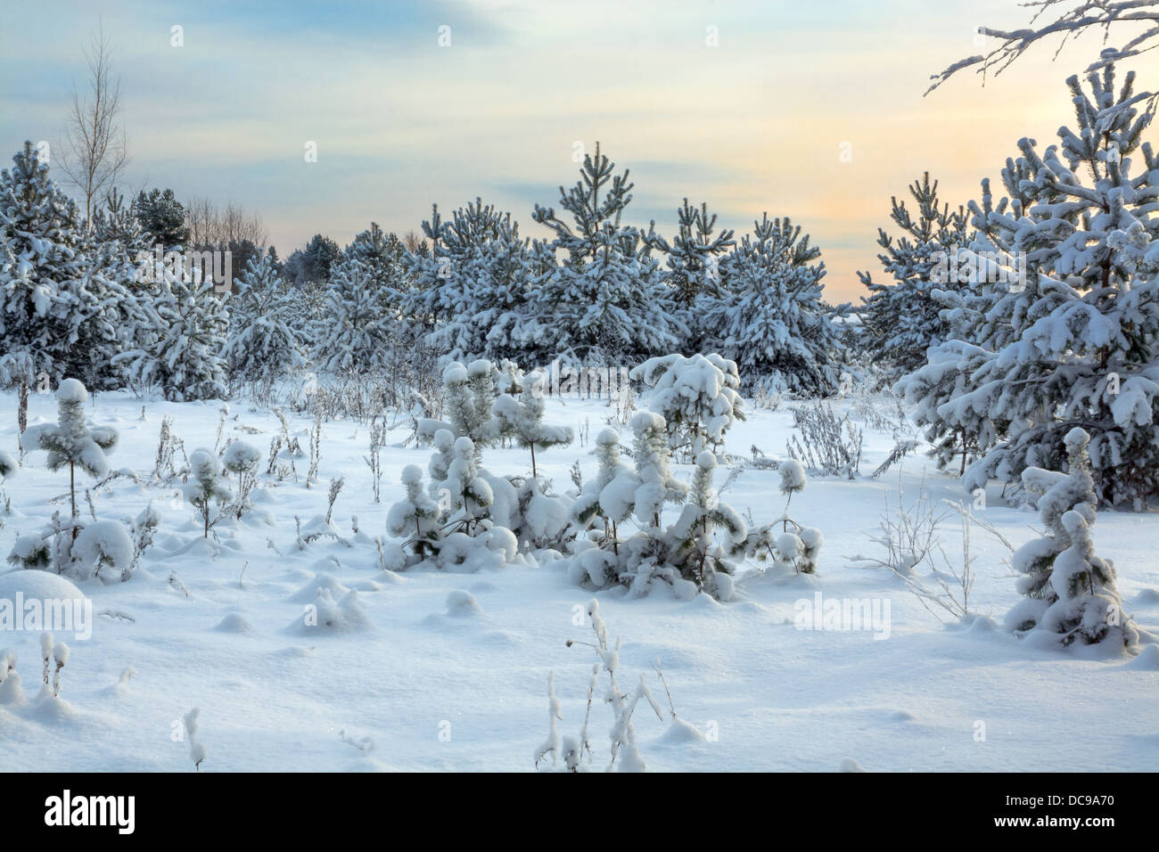 beautiful winter landscape with the wood and the blue sky Stock Photo ...