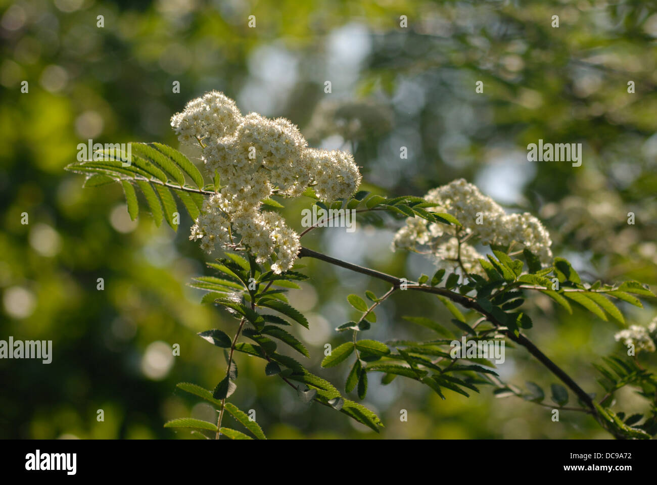 Mountain Ash tree in bloom and natural surroundings. Stock Photo