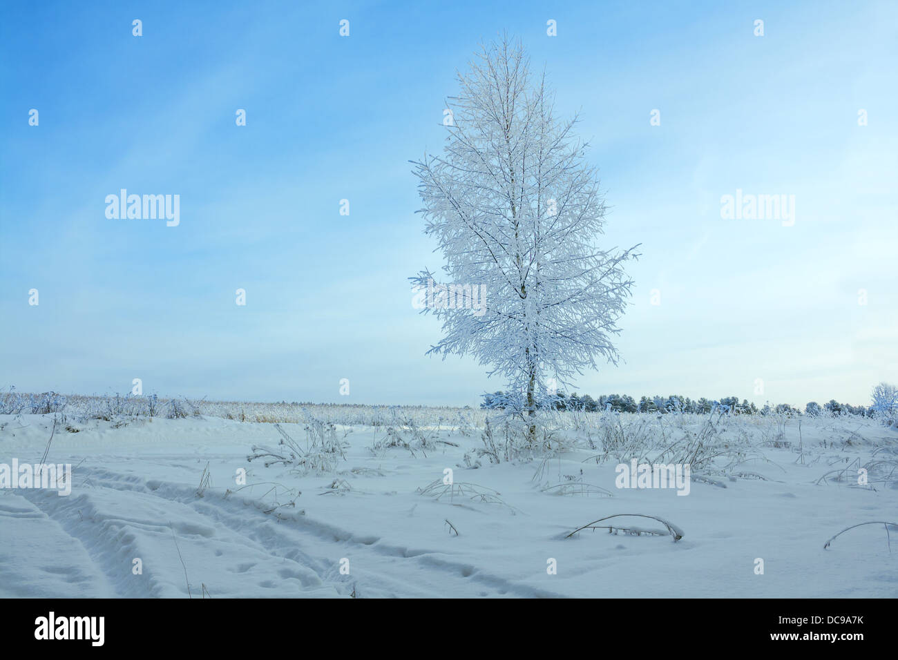 beautiful winter landscape with a tree and the blue sky Stock Photo - Alamy