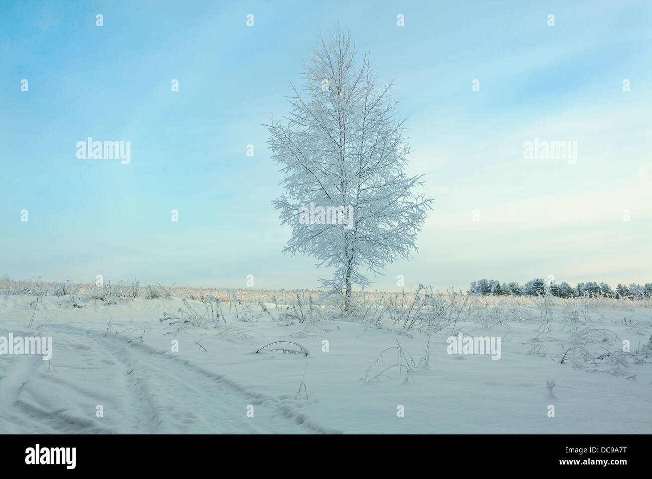 beautiful winter landscape with a tree and the blue sky Stock Photo - Alamy