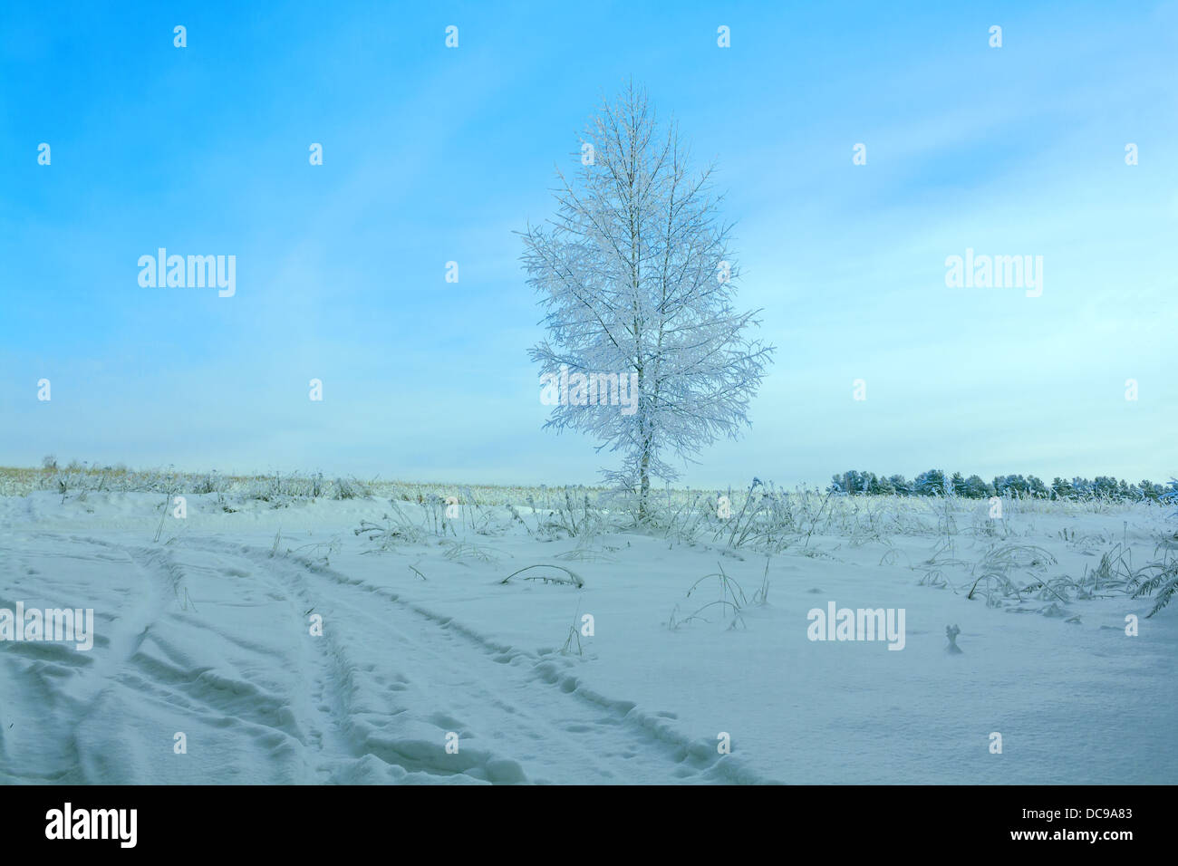 beautiful winter landscape with a tree and the blue sky Stock Photo - Alamy