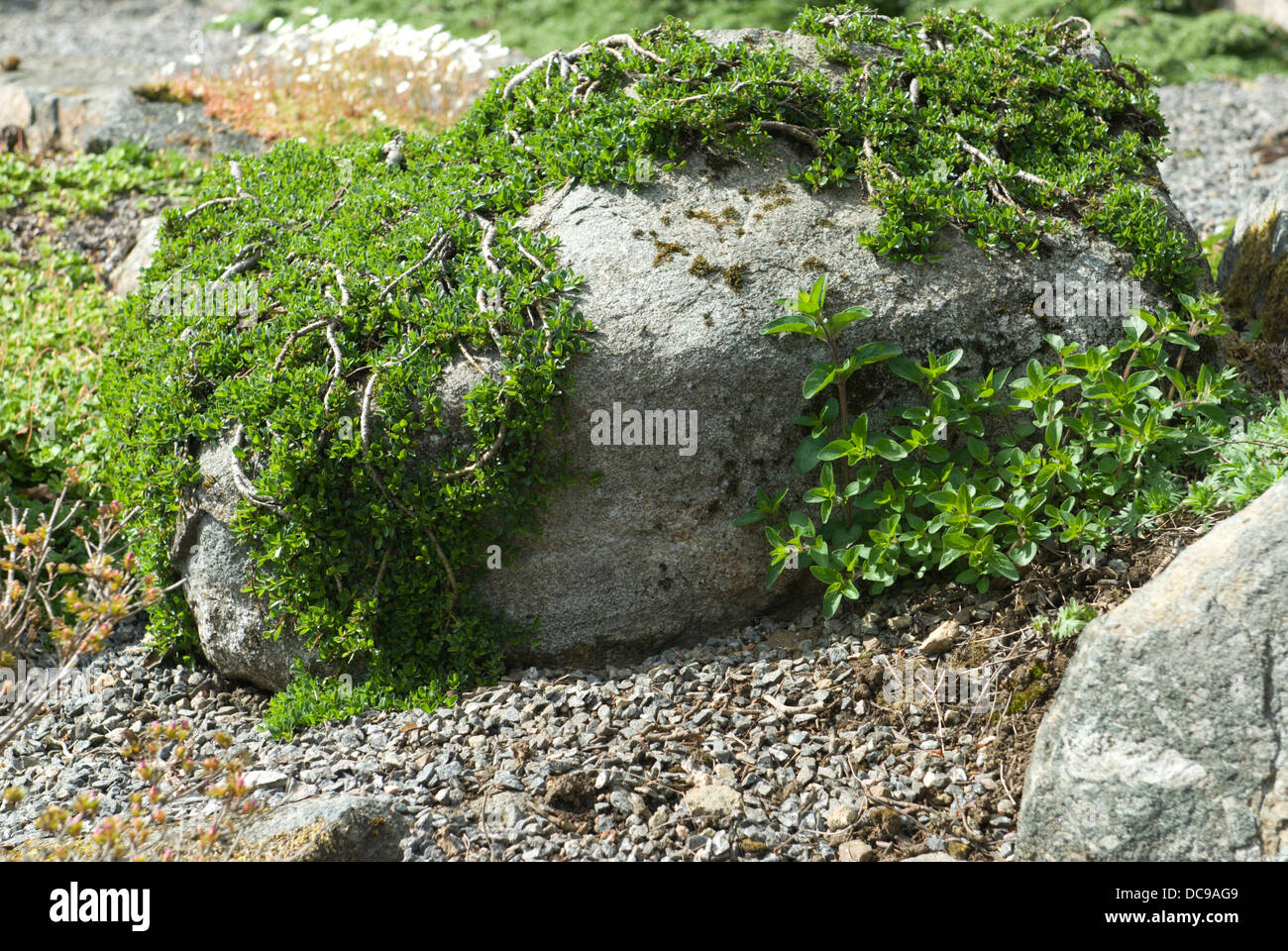 A cotoneaster like plant hugging the contours of small rocks in a Scottish rock garden Stock Photo