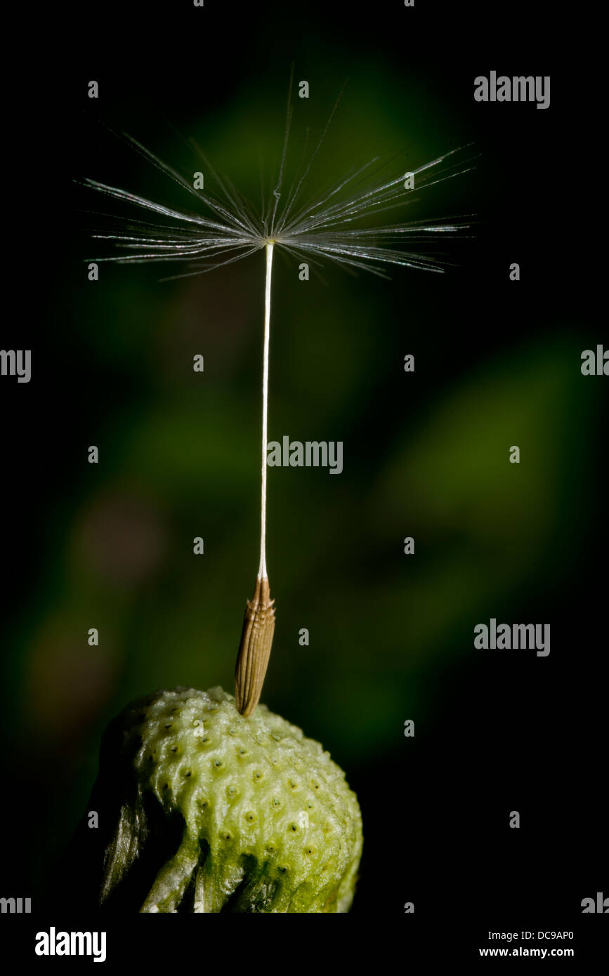 Dandelion seed head, weed, beauty, delicate, dandelion clock, Stock Photo