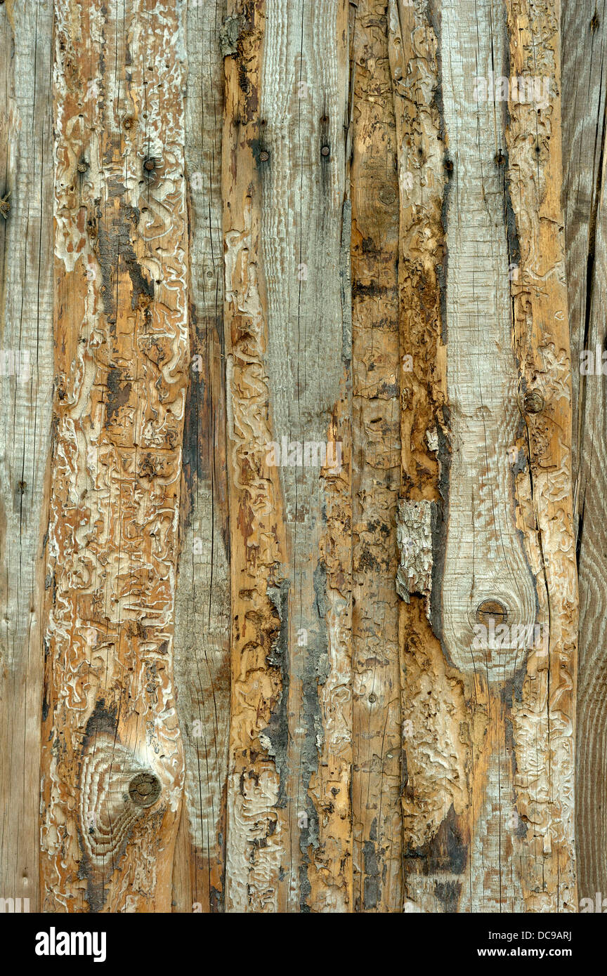 Wooden wall from old untreated grayed boards with tracks of the Bark Beetle (Scolytinae) Stock Photo