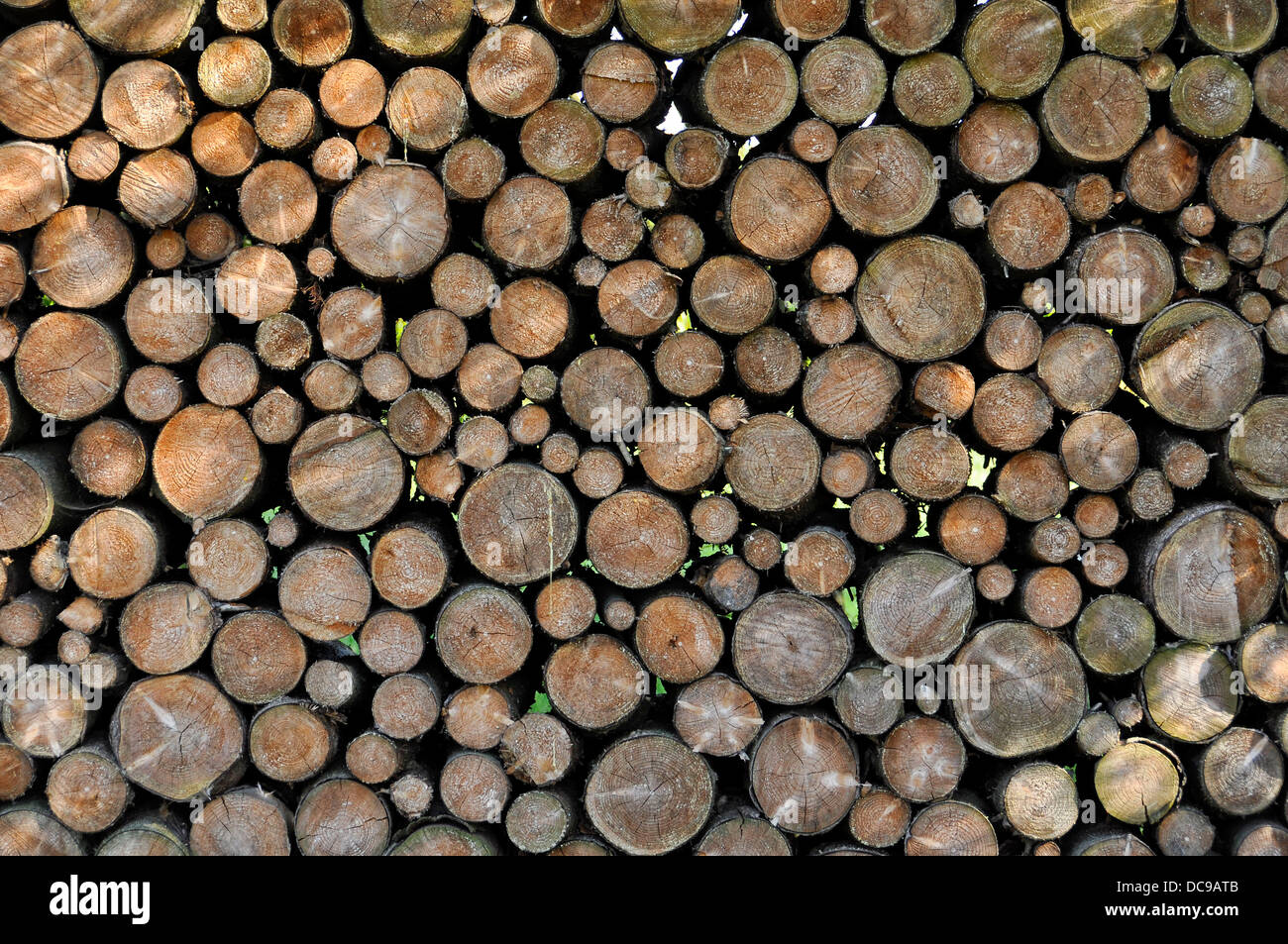 Stack of firewood Stock Photo