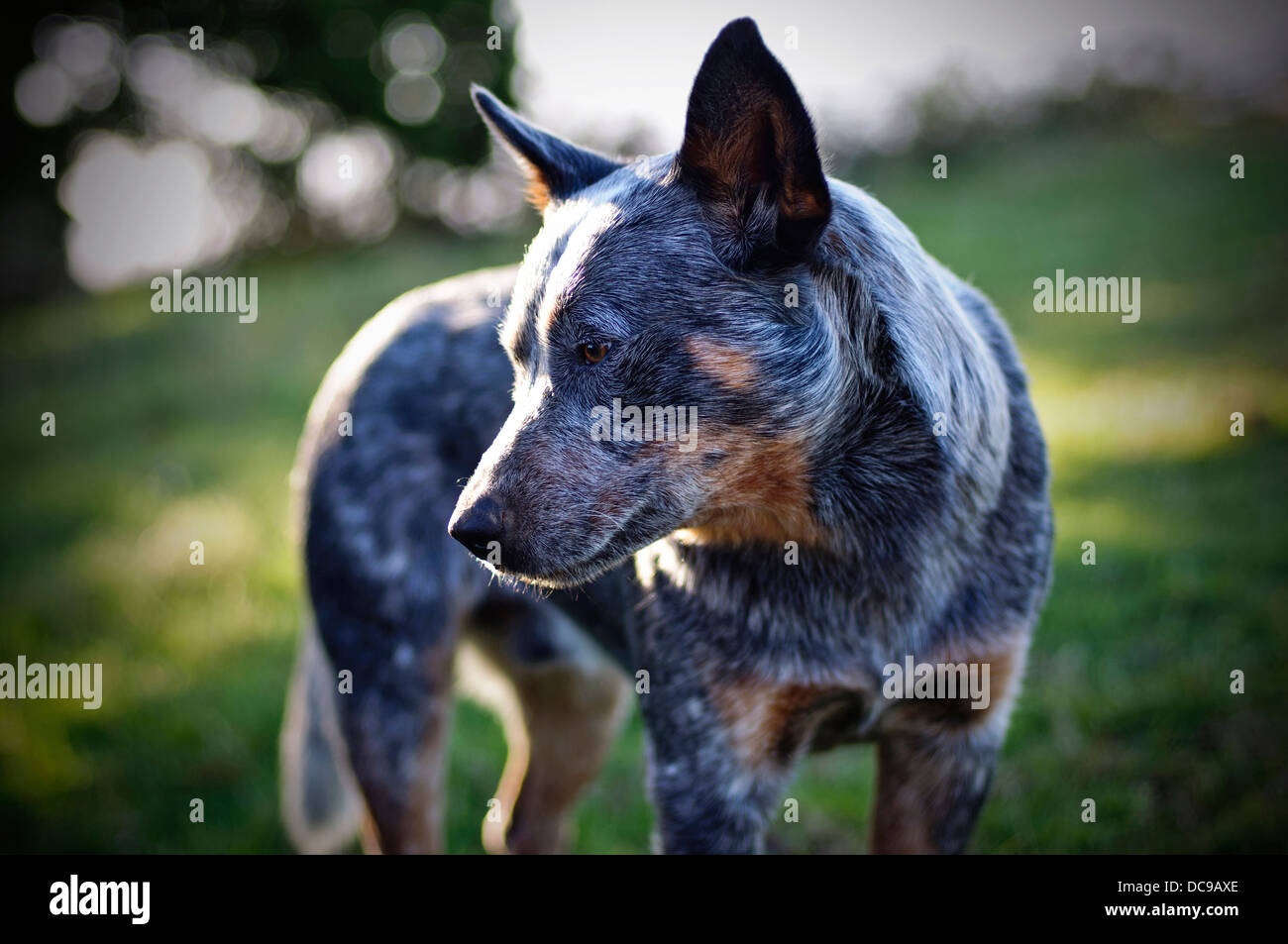 A beautiful photo of an Australian Cattle Dog. Stock Photo