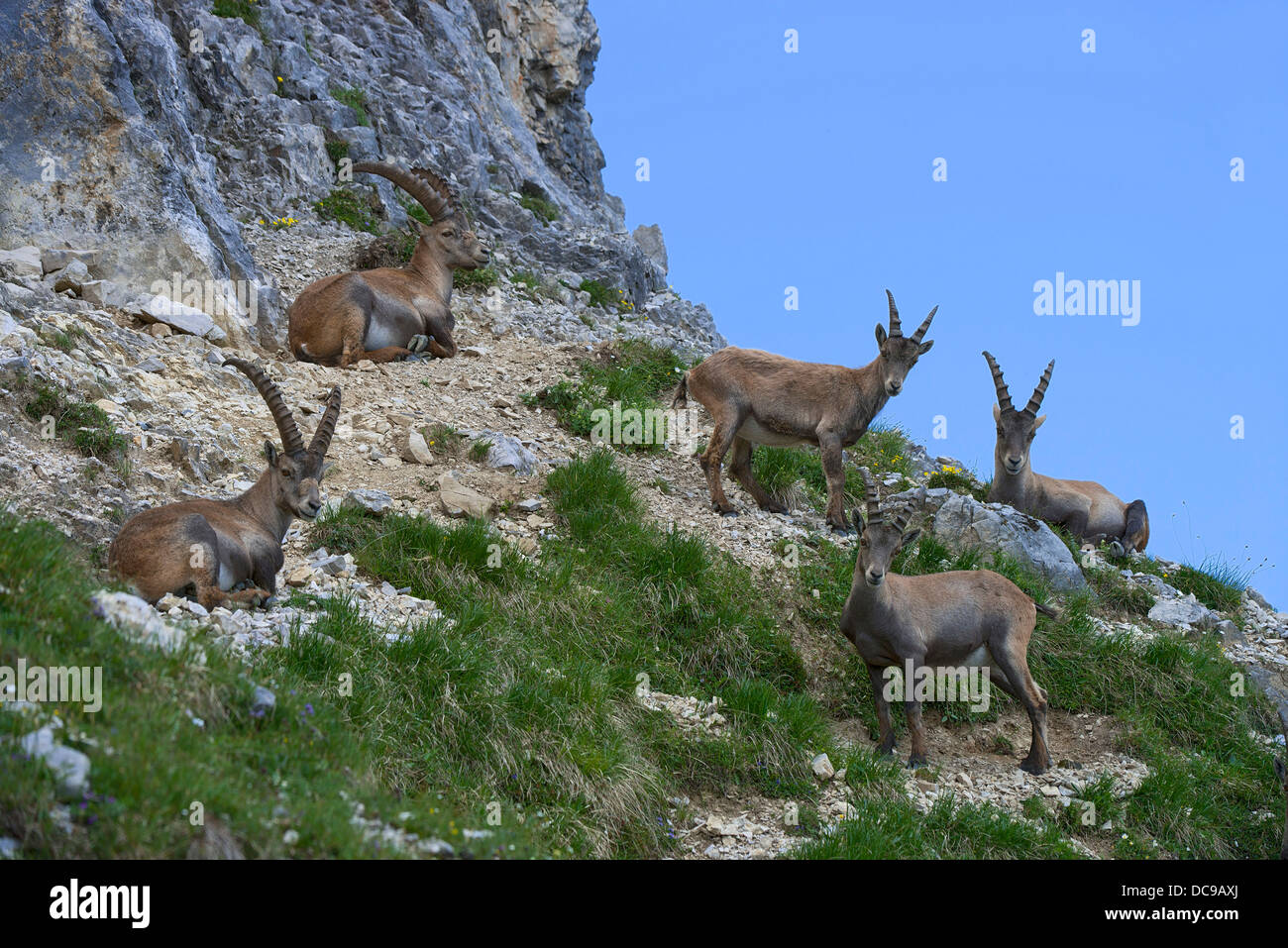 Alpine ibexes or Steinbocks (Capra ibex) Stock Photo