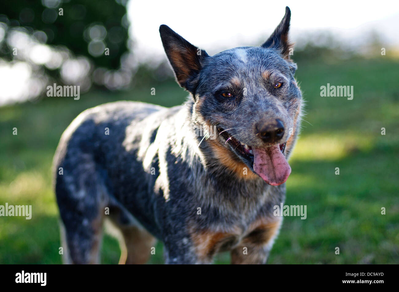 A beautiful photo of an Australian Cattle Dog. Stock Photo