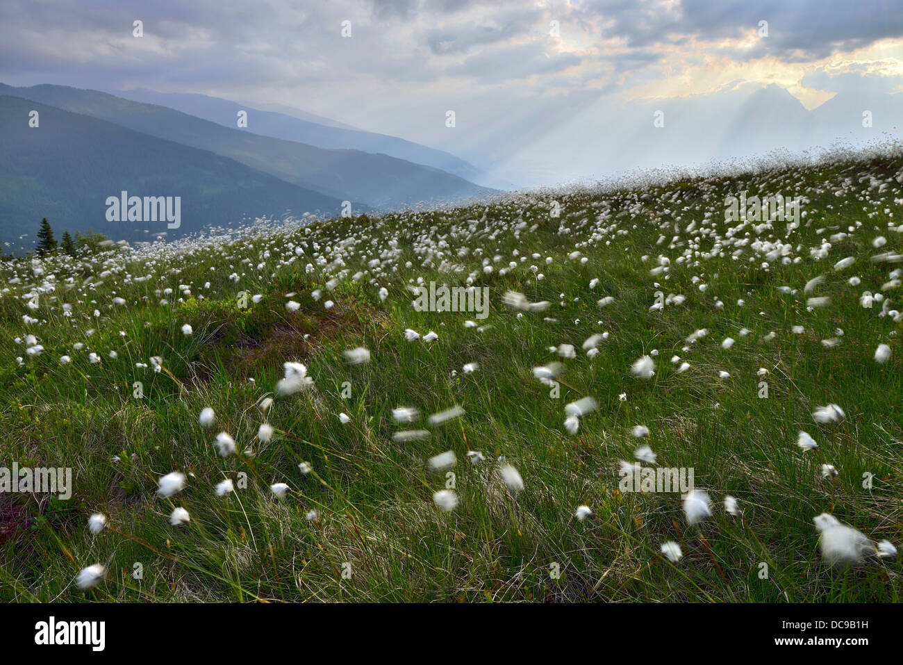 Naunz in summer, Cotton Grass (Eriophorum sp.) in front of the Karwendel Mountains and the Tux Alps Stock Photo