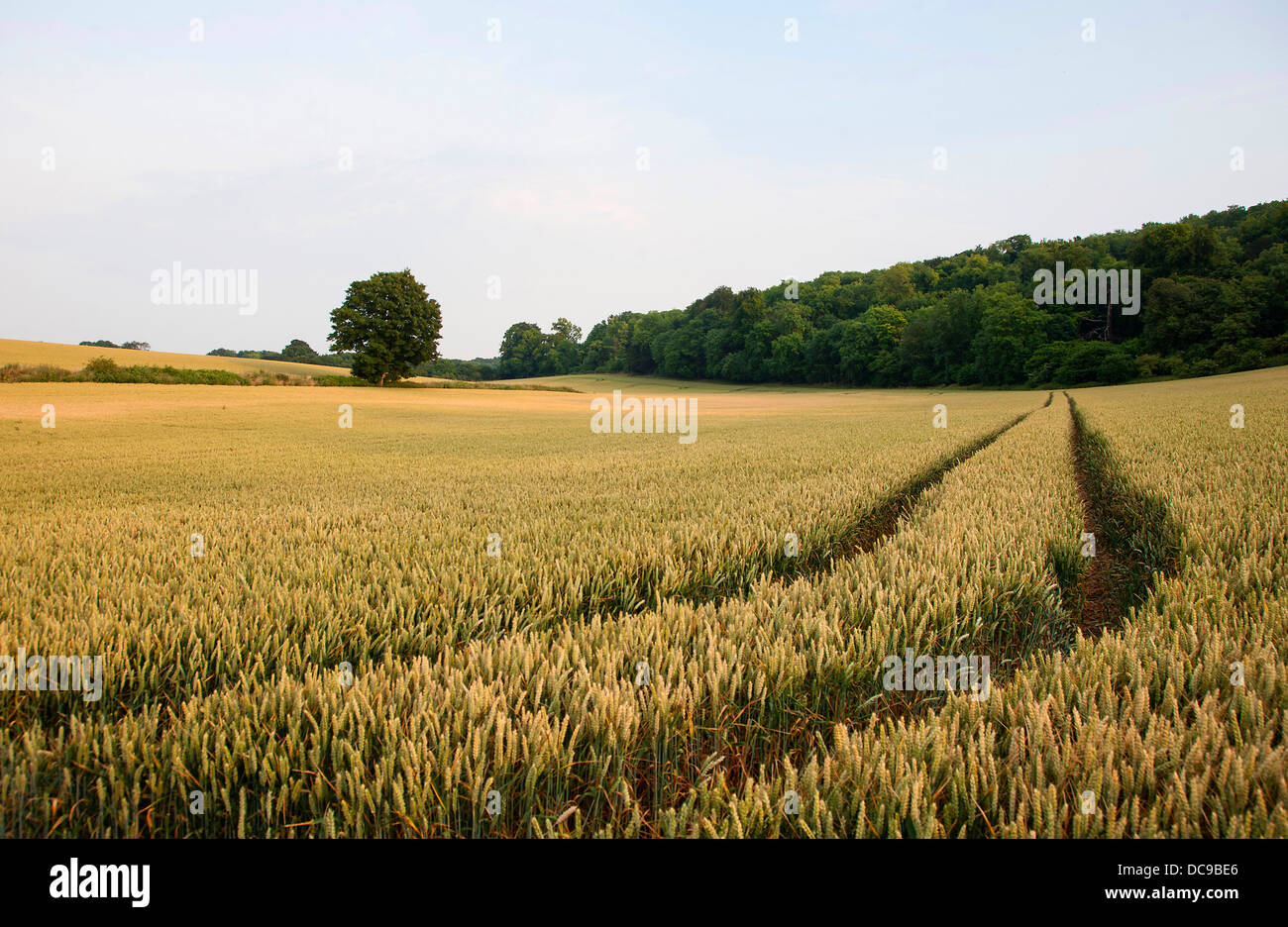 Peaceful evening in a Sussex wheat field Stock Photo