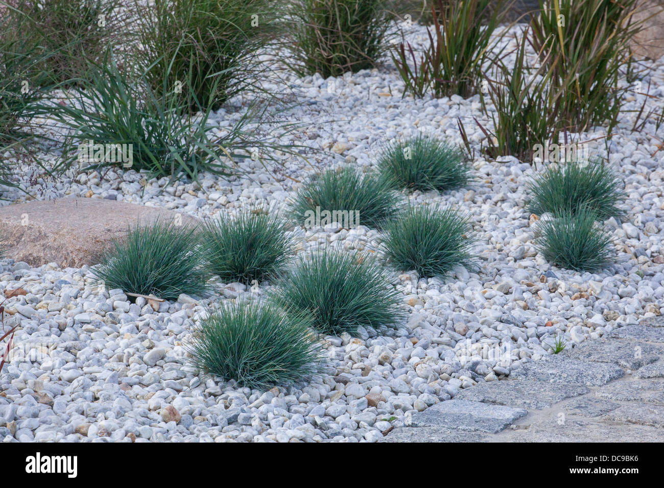 Grass flower bed Stock Photo Alamy