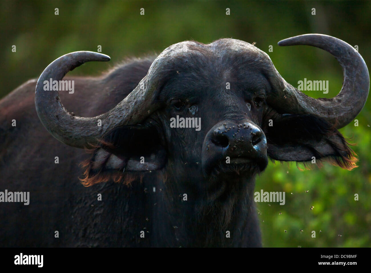 23 African Cape Buffalo Facts (Syncerus caffer)