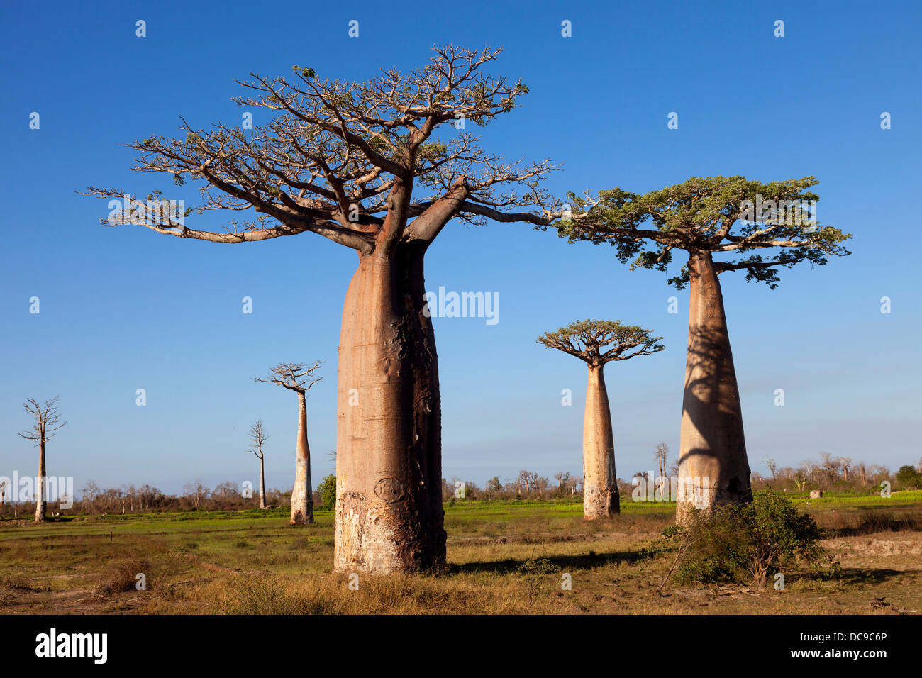 African Baobabs (Adansonia digitata), Baobab Forest Stock Photo