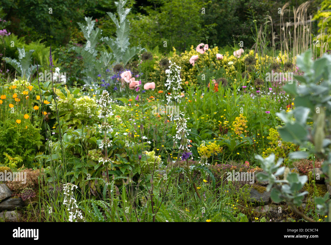 A crowded mixed perennial border in a rural Scottish garden. Making the