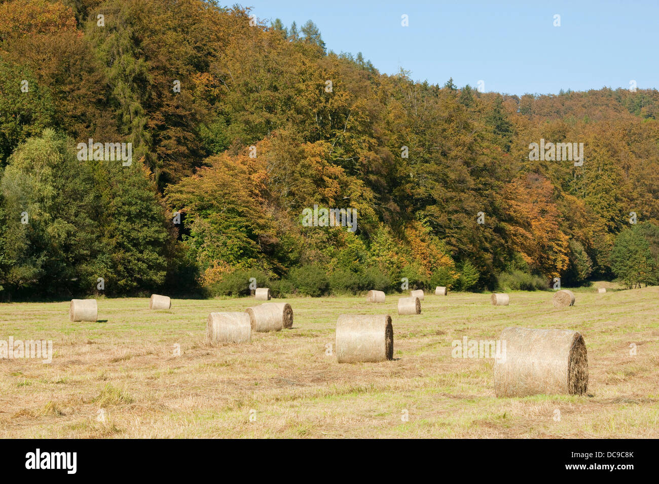 Bales of hay on a meadow Stock Photo