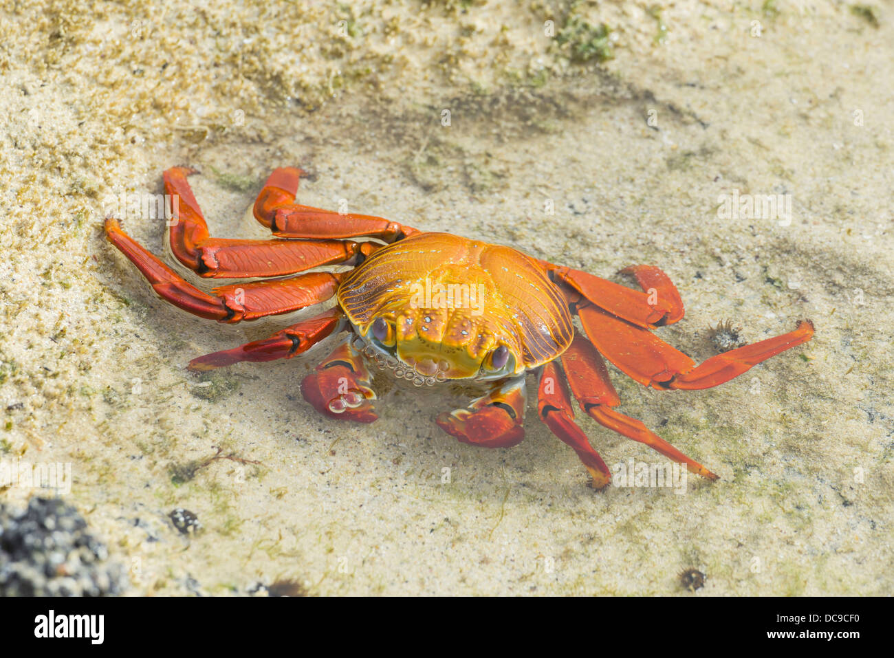 Red Rock Crab (Grapsus grapsus) Stock Photo