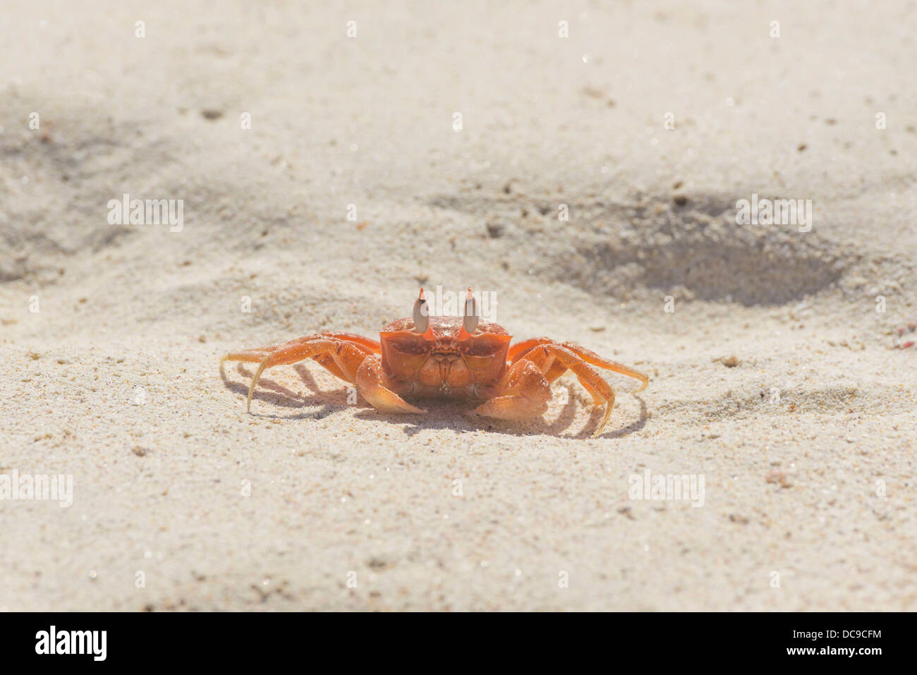 Painted Ghost Crab or Cart Driver Crab (Ocypode gaudichaudii) Stock Photo