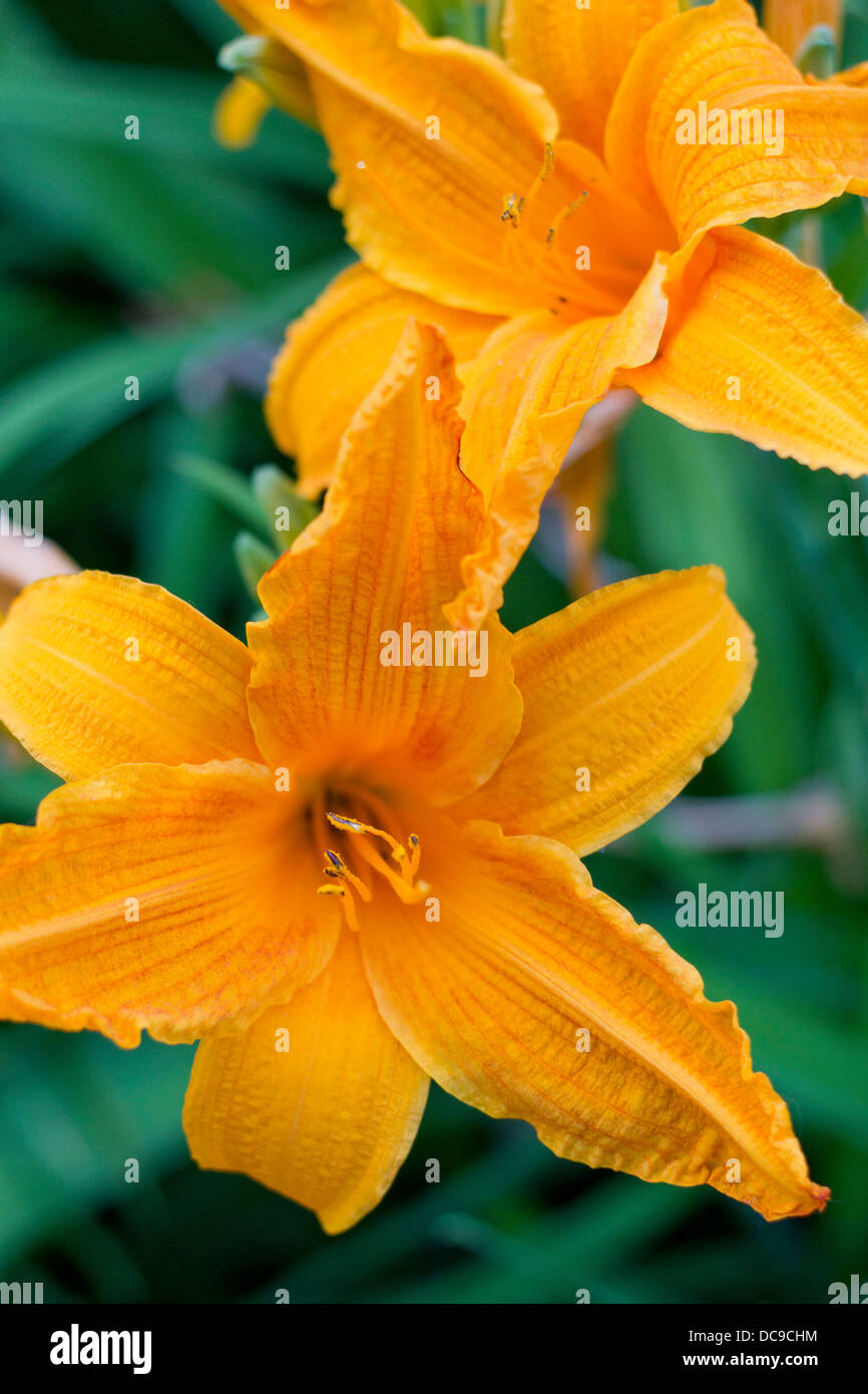 Fire Lilies or Tiger Lilies (Lilium bulbiferum) Stock Photo