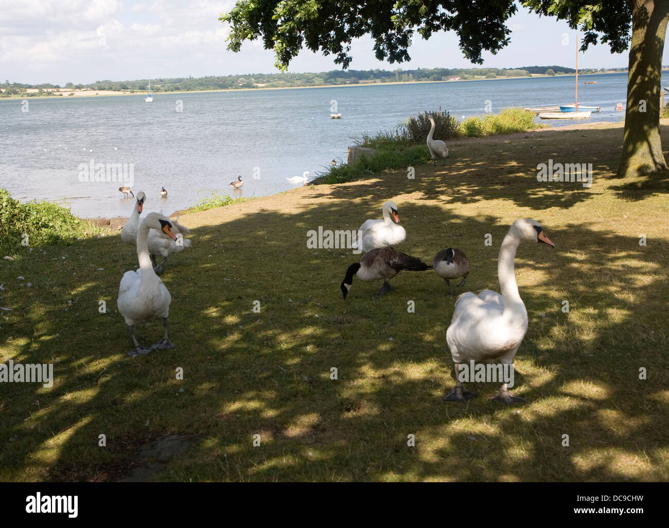 Swans birds wildlife Mistley Walls River Stour Manningtree Essex