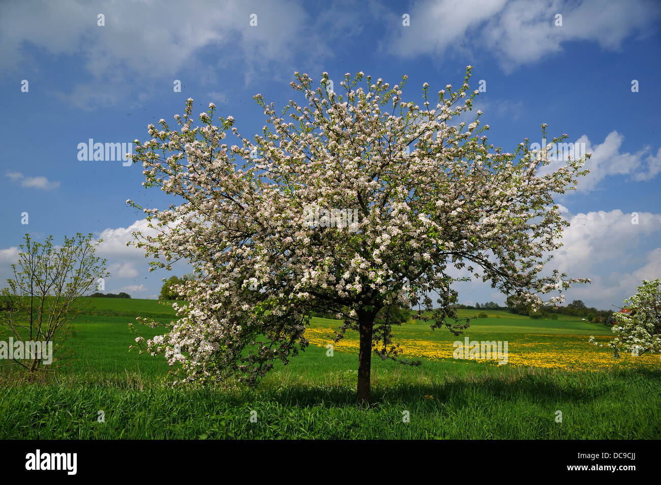 Blossoming Apple Tree (Malus domesticus) on a meadow Stock Photo - Alamy