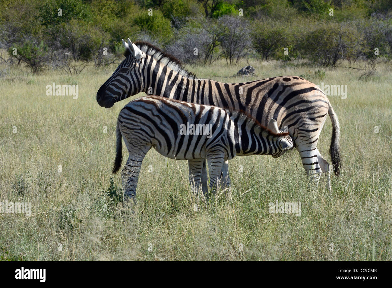Plains Zebra or Burchell's Zebra (Equus quagga) suckling a foal Stock Photo