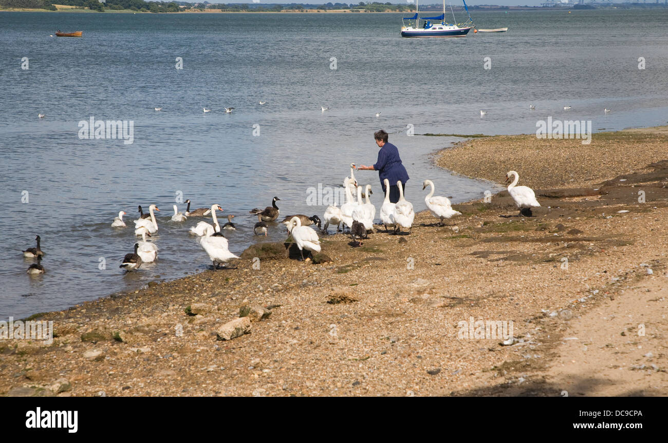 Person feeding birds river hi res stock photography and images Alamy Person feeding birds river hi res stock photography and images Alamy