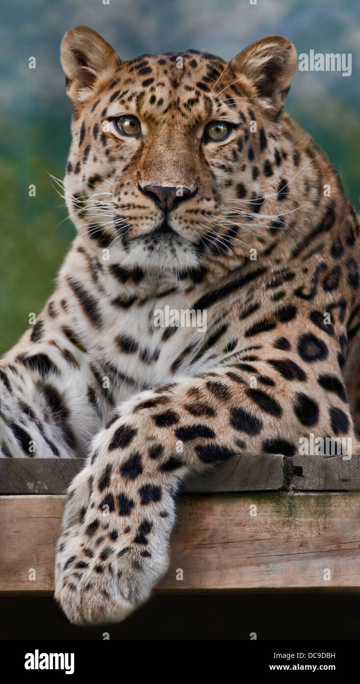 Amur Leopard (panthera pardus orientalis) Stock Photo