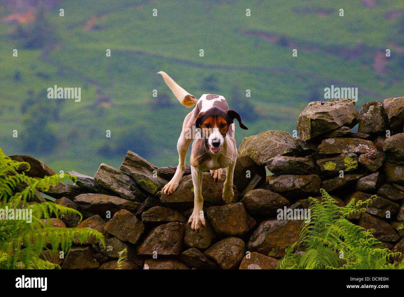 Trail Hound jumping over a dry stone wall Ambleside Sports in The Lake District, Cumbria, England, UK Stock Photo