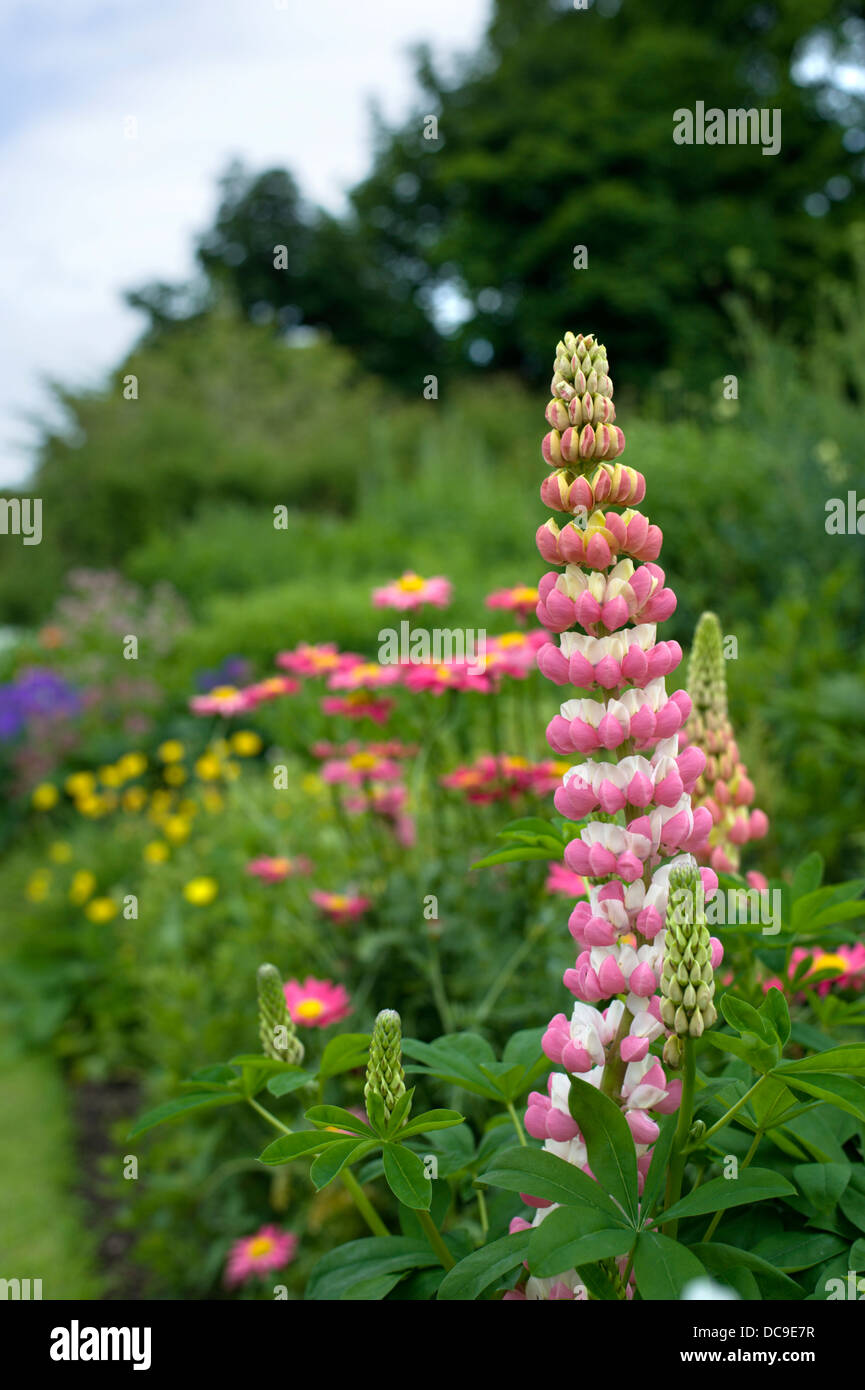 Summer flowers in a herbaceous perennial border at Cawdor Castle garden ...