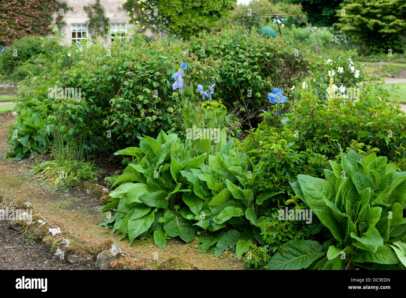 Herbaceous perennial border at Cawdor Castle garden near Nairn Scotland