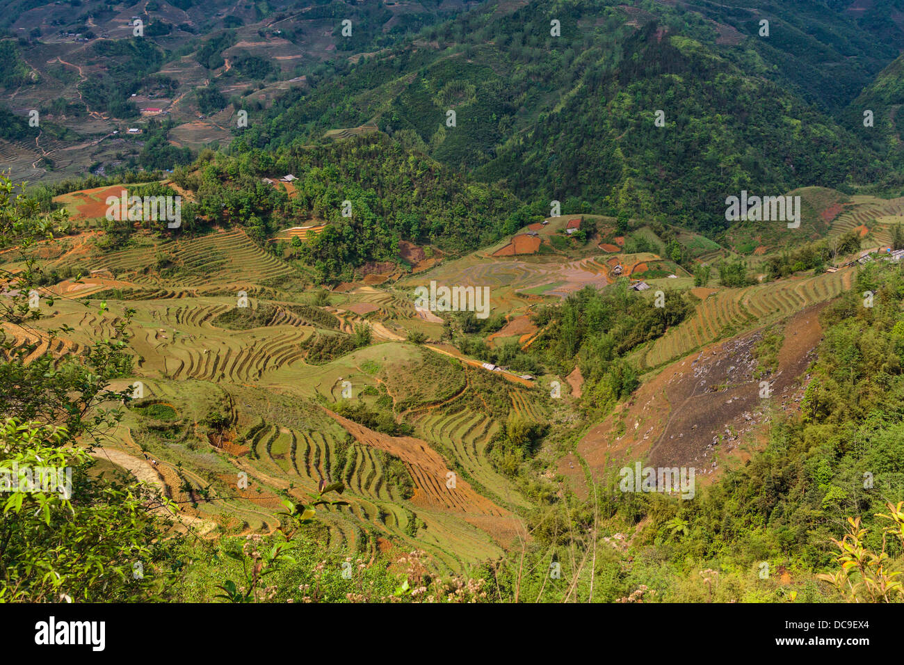 Terraced rice fields in Cat Cat Village in the Muong Hoa valley near Sapa, Vietnam, Asia. Stock Photo